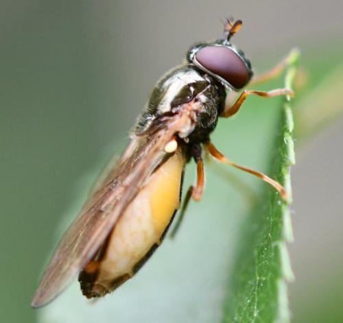 Melanostoma mellinum